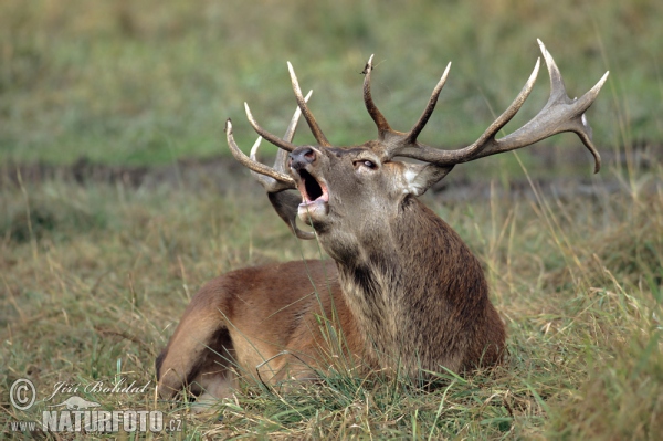 Rothirsch (Cervus elaphus)