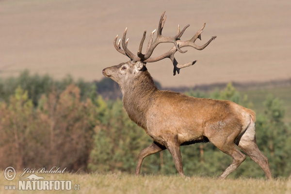 Rothirsch (Cervus elaphus)