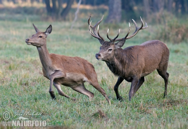 Rothirsch (Cervus elaphus)