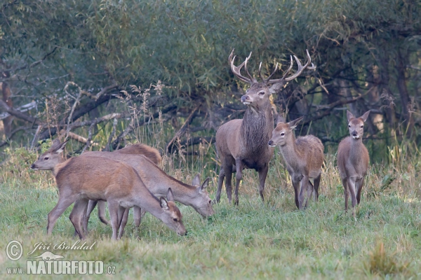 Rothirsch (Cervus elaphus)