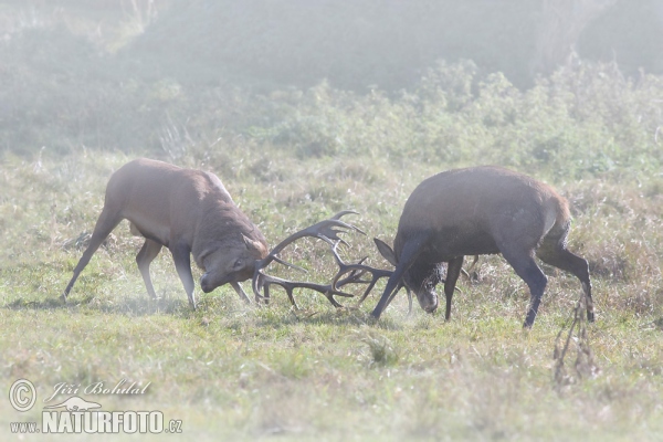 Rothirsch (Cervus elaphus)