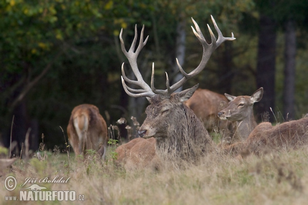 Rothirsch (Cervus elaphus)