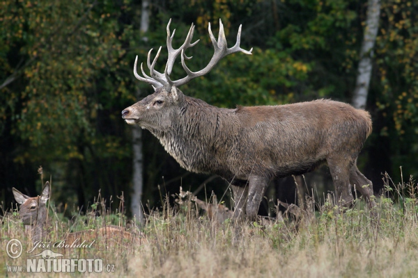 Rothirsch (Cervus elaphus)