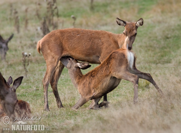 Rothirsch (Cervus elaphus)