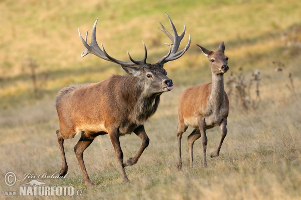 Rothirsch (Cervus elaphus)