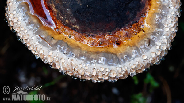 Rotrandiger Baumschwamm (Fomitopsis pinicola)