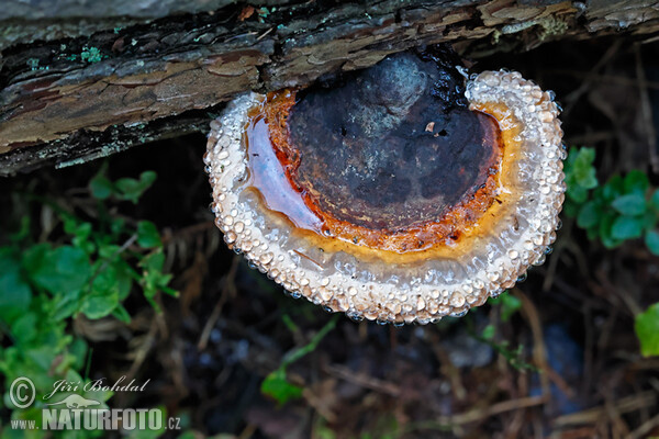 Rotrandiger Baumschwamm (Fomitopsis pinicola)