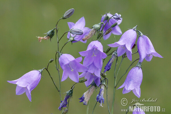 Rundblättrige Glockenblume (Campanula rotundifolia)