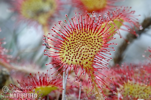 Rundblättriger Sonnentau (Drosera rotundifolia)