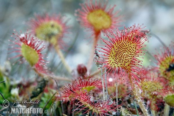 Rundblättriger Sonnentau (Drosera rotundifolia)