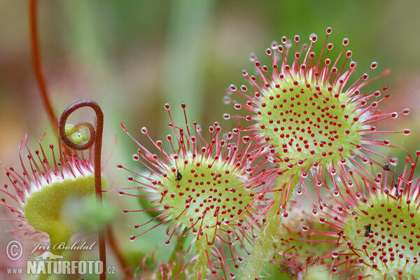 Rundblättriger Sonnentau (Drosera rotundifolia)