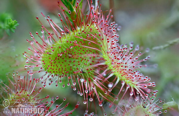 Rundblättriger Sonnentau (Drosera rotundifolia)