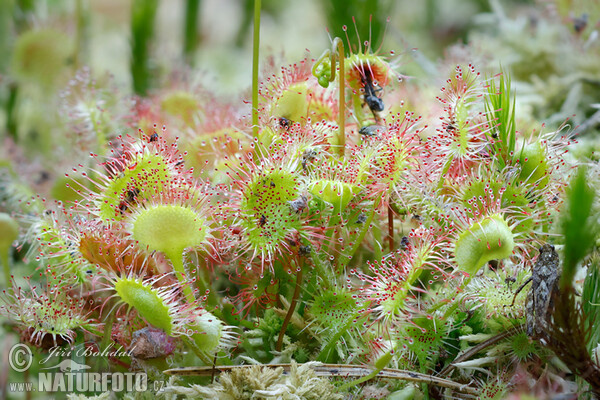 Rundblättriger Sonnentau (Drosera rotundifolia)