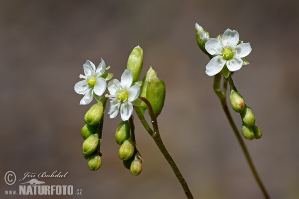 Rundblättriger Sonnentau (Drosera rotundifolia)