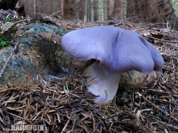 Safranfleischiger Dickfuß (Cortinarius traganus)