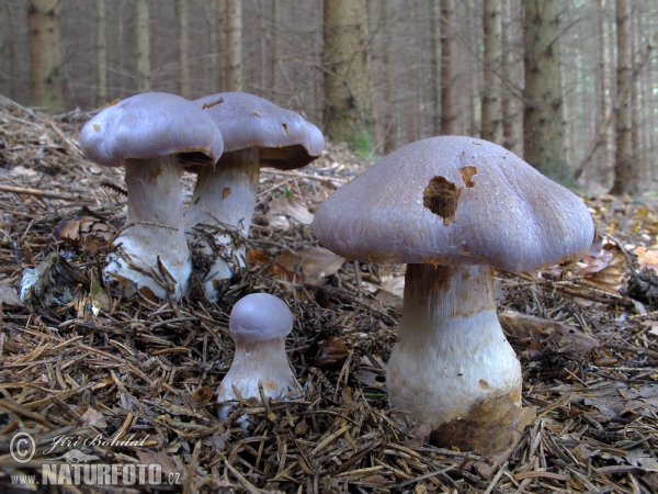 Safranfleischiger Dickfuß (Cortinarius traganus)