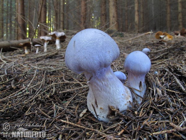 Safranfleischiger Dickfuß (Cortinarius traganus)