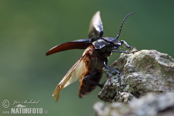 Sägebock (Prionus coriarius)