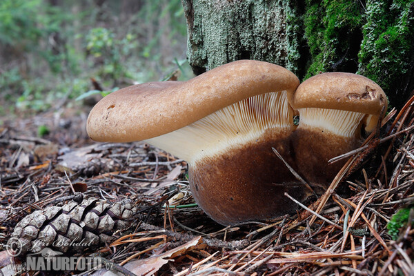 Samtfuß-Krempling (Tapinella atrotomentosa)