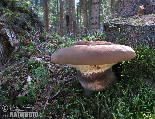 Samtfuß-Krempling (Tapinella atrotomentosa)