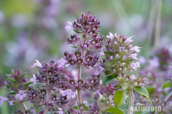 Sand Thymian (Thymus serpyllum)