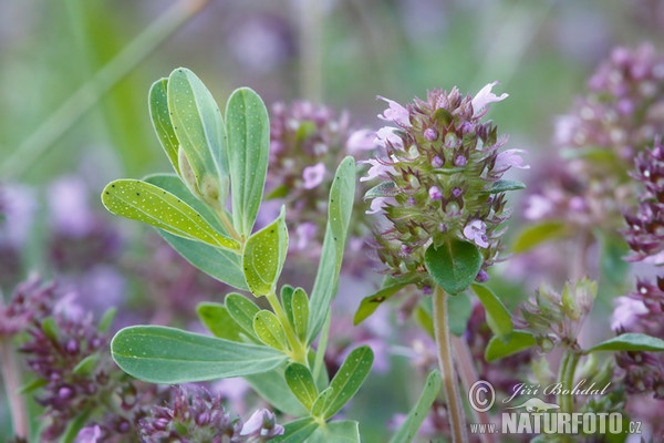 Sand Thymian (Thymus serpyllum)