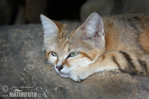 Sandkatze (Felis margarita)