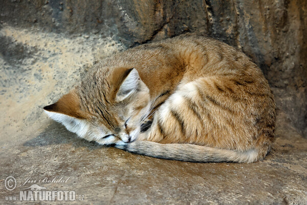 Sandkatze (Felis margarita)