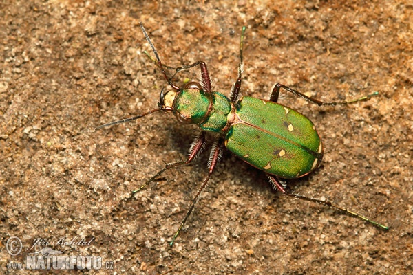 Sandlaufkäfer (Cicindela campestris)