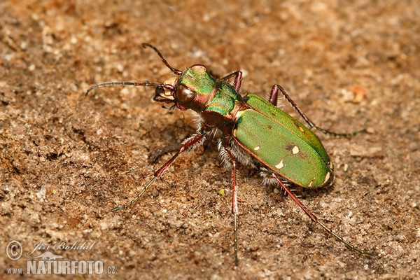 Sandlaufkäfer (Cicindela campestris)