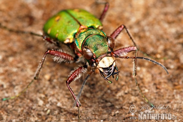 Sandlaufkäfer (Cicindela campestris)