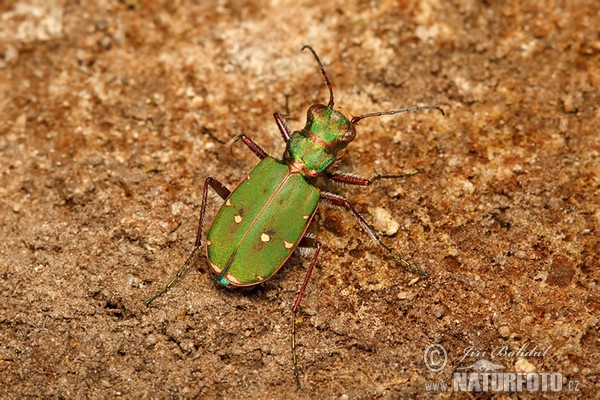 Sandlaufkäfer (Cicindela campestris)