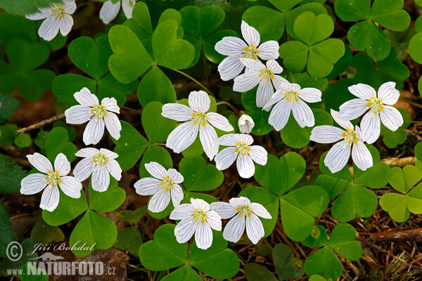 Sauerklee (Oxalis acetosella)