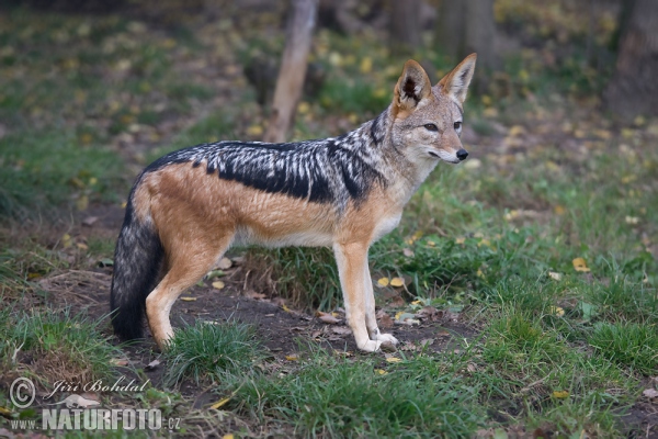 Schabracken Schakal (Canis mesomelas)