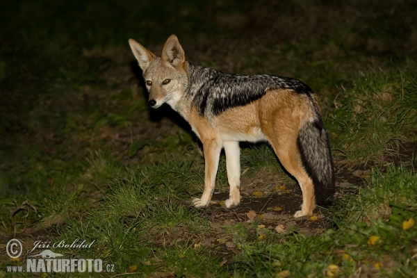 Schabracken Schakal (Canis mesomelas)