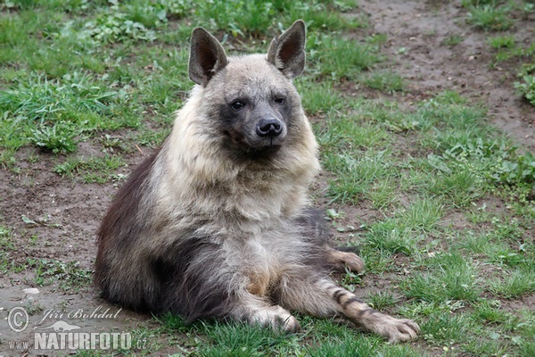 Schabrackenhyäne (Hyaena brunnea)