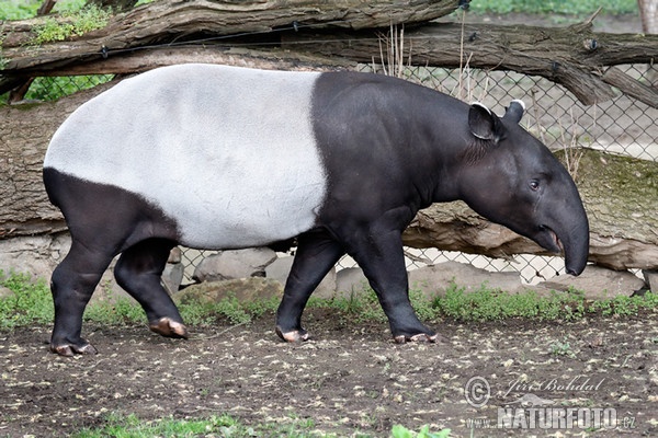 Schabrackentapir (Tapirus indicus)