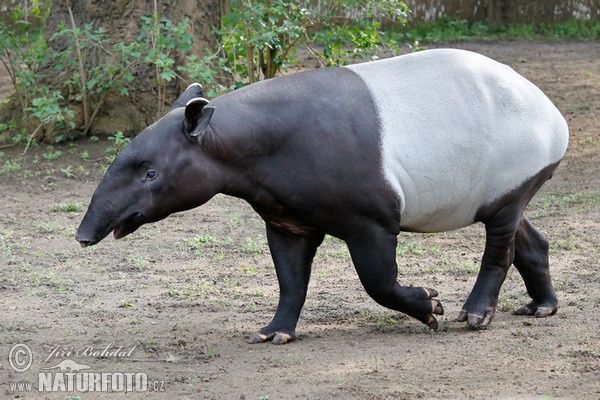 Schabrackentapir (Tapirus indicus)