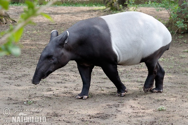 Schabrackentapir (Tapirus indicus)