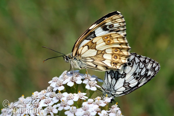 Schachbrett (Schmetterling) (Melanargia galathea)