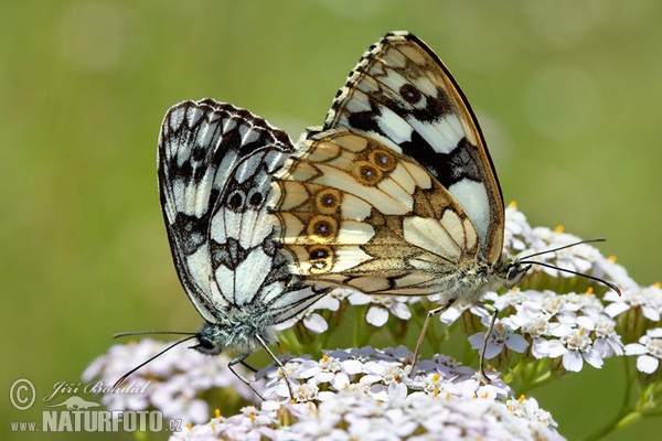 Schachbrett (Schmetterling) (Melanargia galathea)