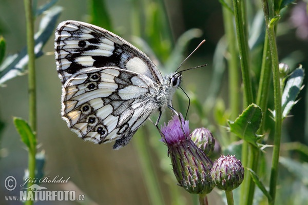 Schachbrett (Schmetterling) (Melanargia galathea)