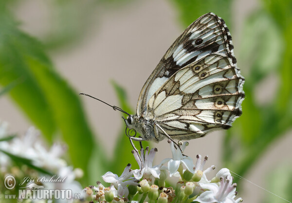 Schachbrett (Schmetterling) (Melanargia galathea)