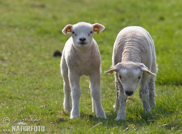 Schafe (Ovis aries)