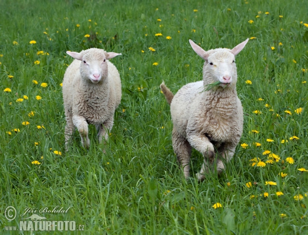 Schafe (Ovis aries)