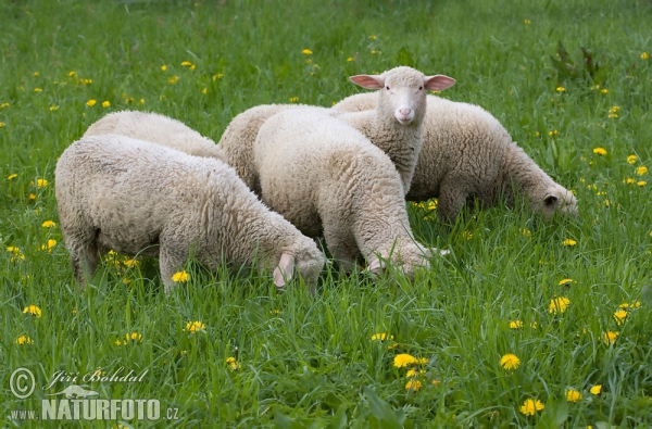 Schafe (Ovis aries)