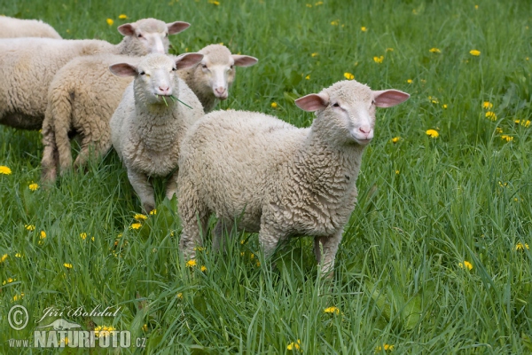 Schafe (Ovis aries)