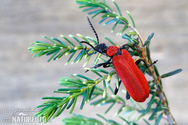 Scharlachroter Feuerkäfer (Pyrochroa coccinea)