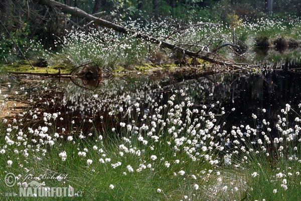 Scheiden-Wollgras (Eriophorum vaginatum)