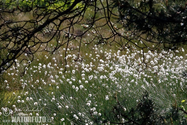 Scheiden-Wollgras (Eriophorum vaginatum)